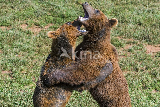 Bruine beer (Ursus arctos)