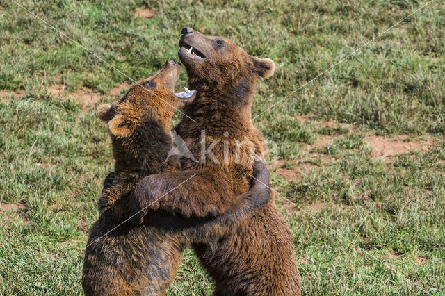 Brown Bear (Ursus arctos)