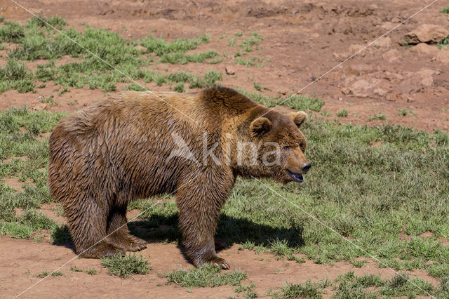 Bruine beer (Ursus arctos)