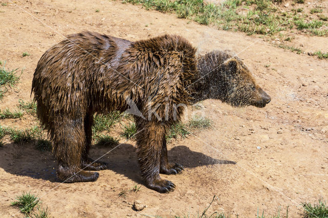 Brown Bear (Ursus arctos)