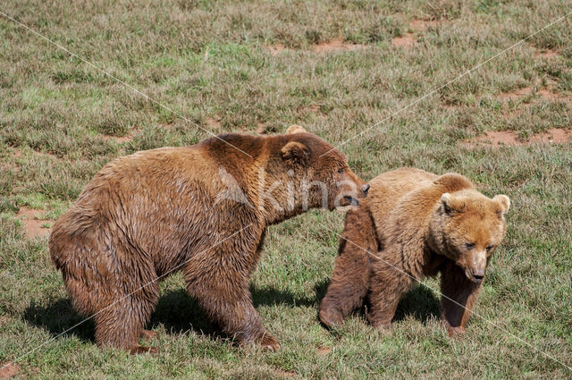 Bruine beer (Ursus arctos)