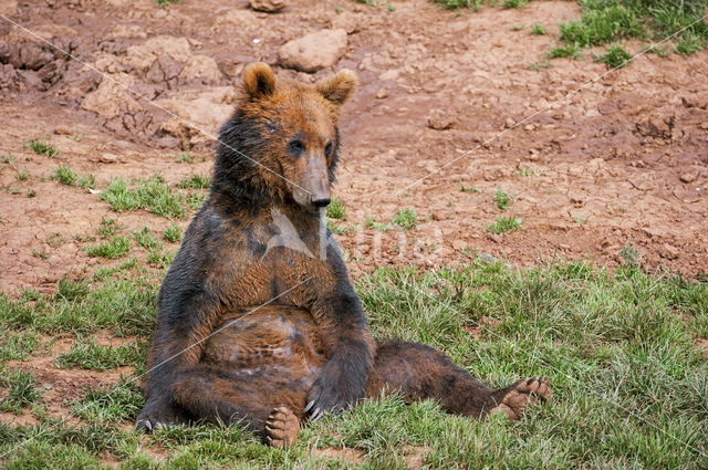 Bruine beer (Ursus arctos)