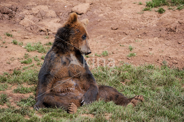 Bruine beer (Ursus arctos)