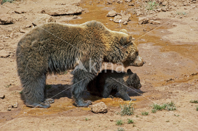 Bruine beer (Ursus arctos)