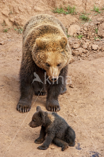 Bruine beer (Ursus arctos)