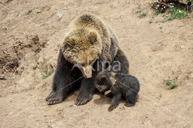 Brown Bear (Ursus arctos)