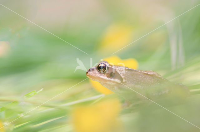 Bruine kikker (Rana temporaria)