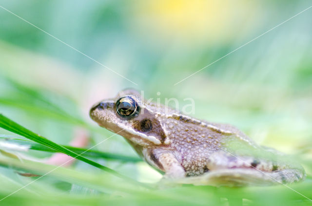 Bruine kikker (Rana temporaria)