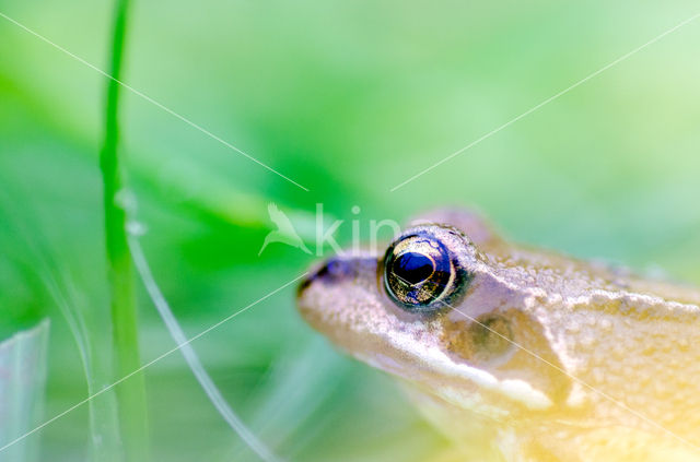 Bruine kikker (Rana temporaria)