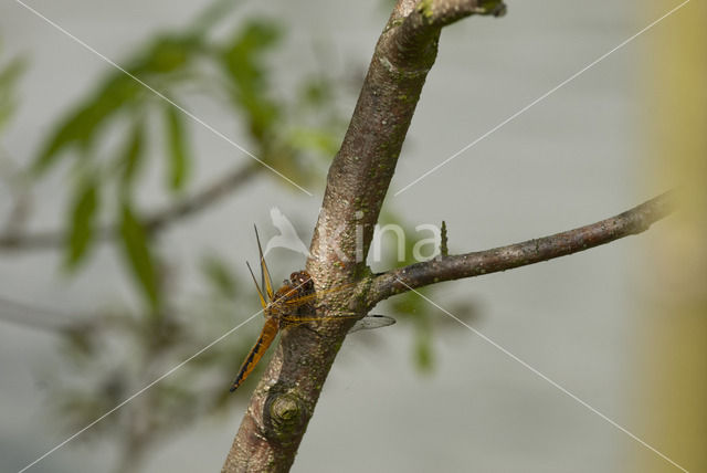 Scarce Chaser (Libellula fulva)