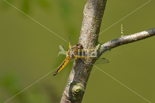 Bruine korenbout (Libellula fulva)