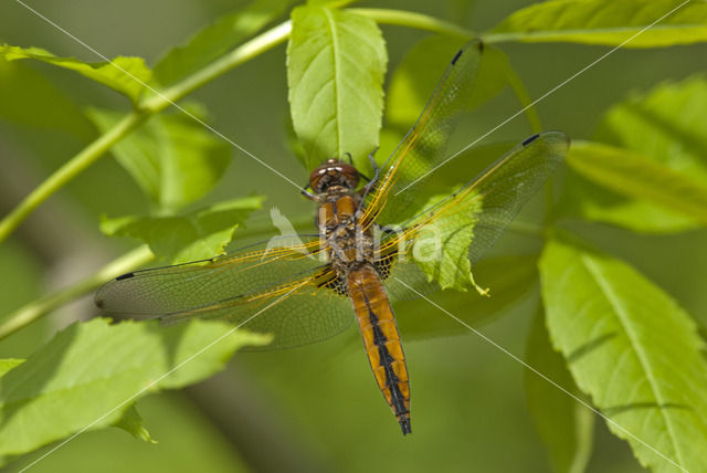 Bruine korenbout (Libellula fulva)