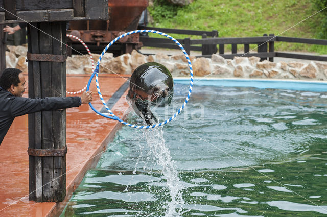 Californian sea lion (Zalophus californianus)