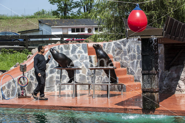 Californian sea lion (Zalophus californianus)