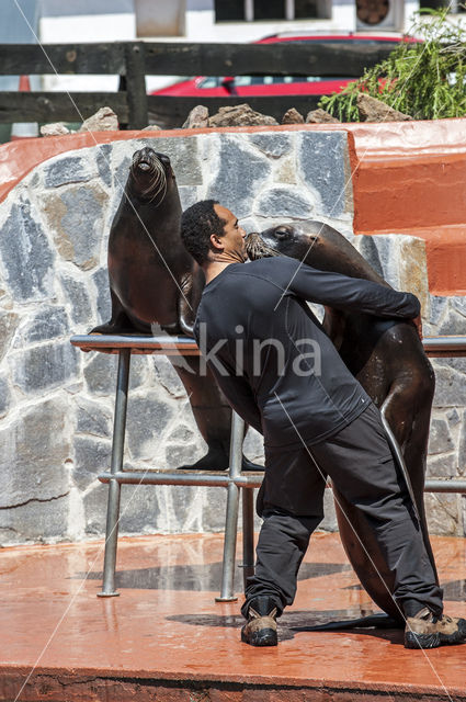 Californian sea lion (Zalophus californianus)