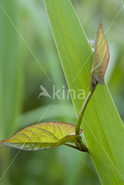 hedge false bindweed (Calystegia sepium ssp sepium)