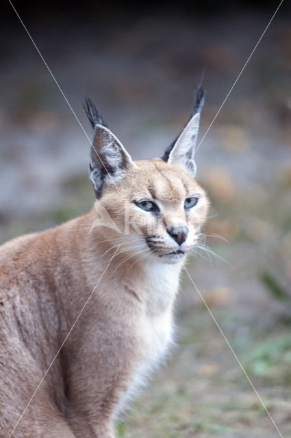 African lynx (Caracal caracal)