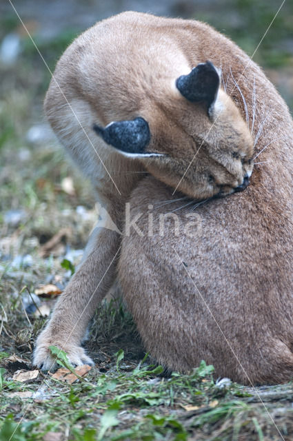 African lynx (Caracal caracal)