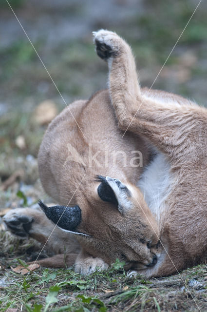 African lynx (Caracal caracal)