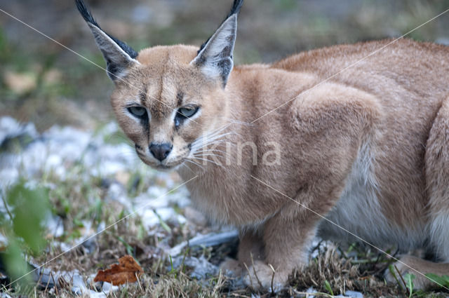 African lynx (Caracal caracal)