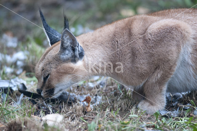 African lynx (Caracal caracal)