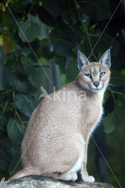 African lynx (Caracal caracal)