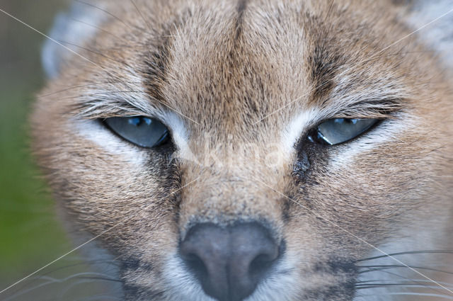 African lynx (Caracal caracal)