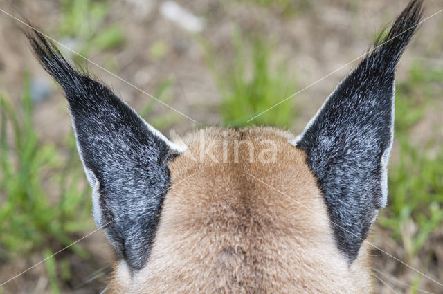 African lynx (Caracal caracal)