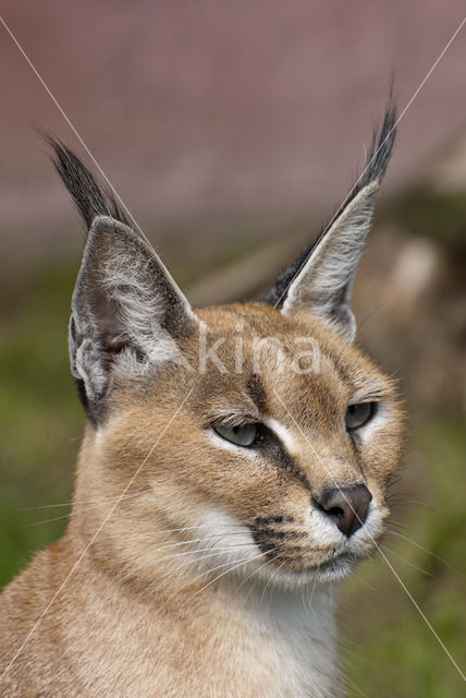 African lynx (Caracal caracal)