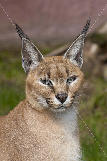 Caracal