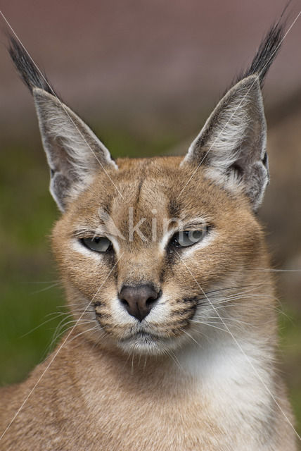 African lynx (Caracal caracal)