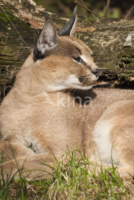 African lynx (Caracal caracal)