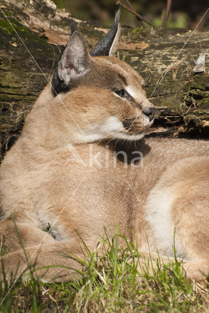 Caracal