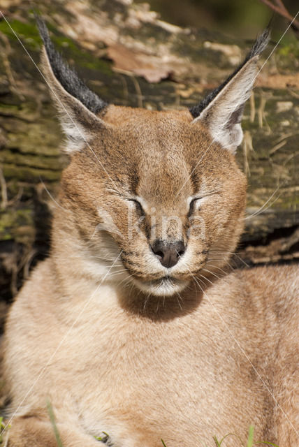 Caracal