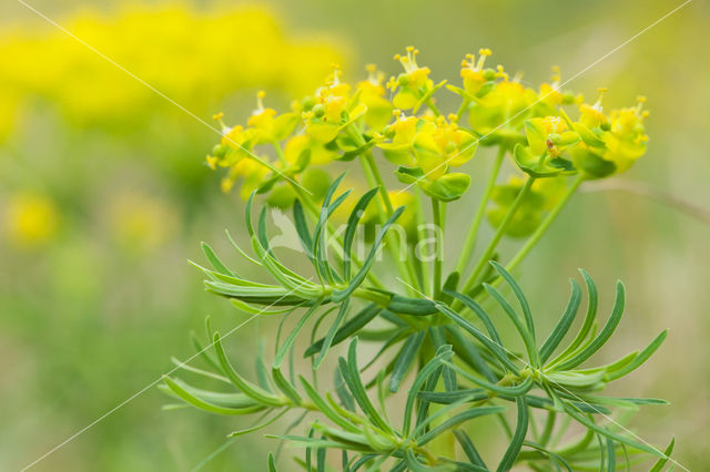 Cypress Spurge (Euphorbia cyparissias)