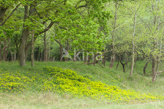 Cypress Spurge (Euphorbia cyparissias)