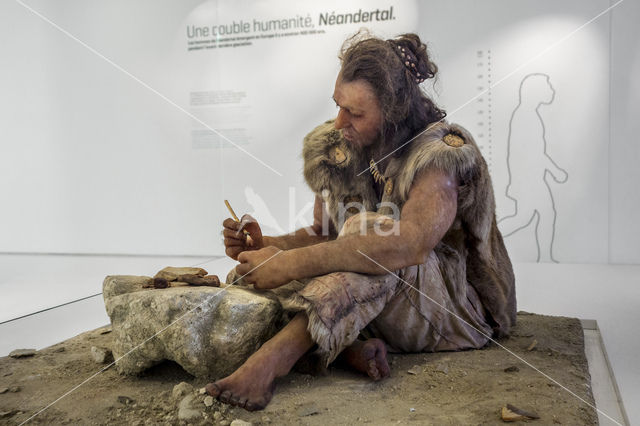 Cro-magnon (Homo sapiens)