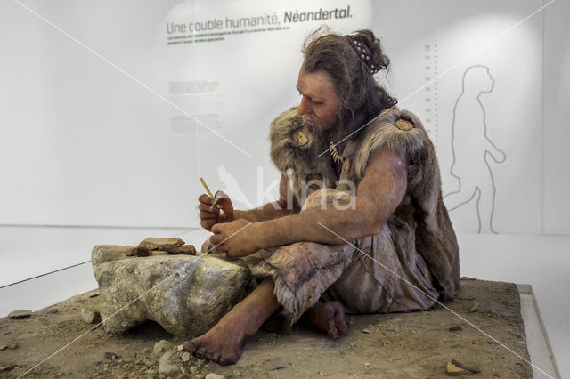 Cro-magnon (Homo sapiens)