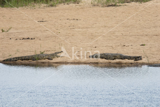 Crocodylus niloticus africanus