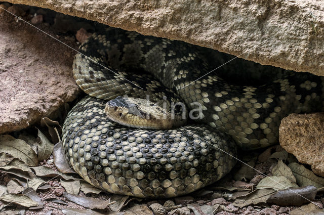 black-tailed rattlesnake (Crotalus molossus)