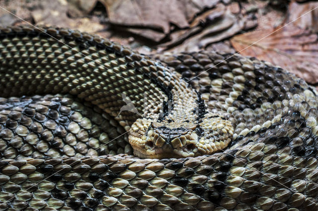 Northwestern Neotropical Rattlesnake (Crotalus simus culminatus)