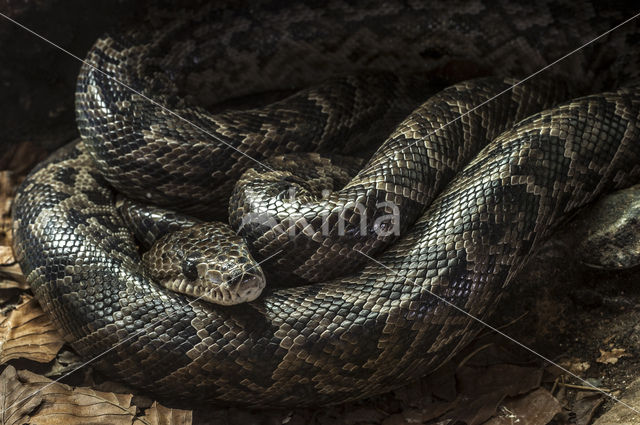 Cuban boa (Epicrates angulifer)