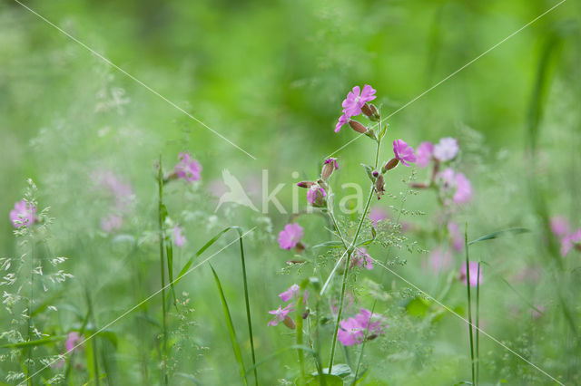 Red Campion (Silene dioica)