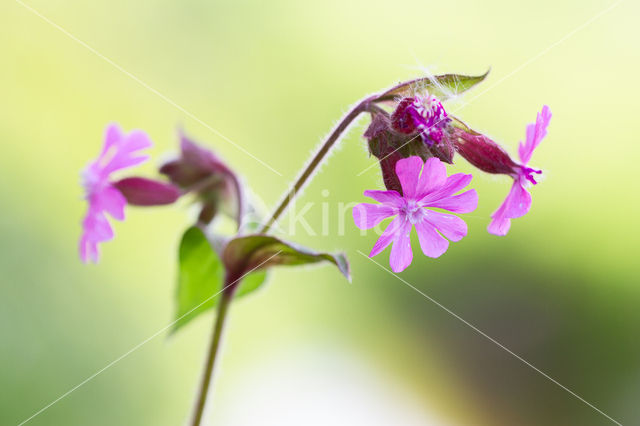 Red Campion (Silene dioica)