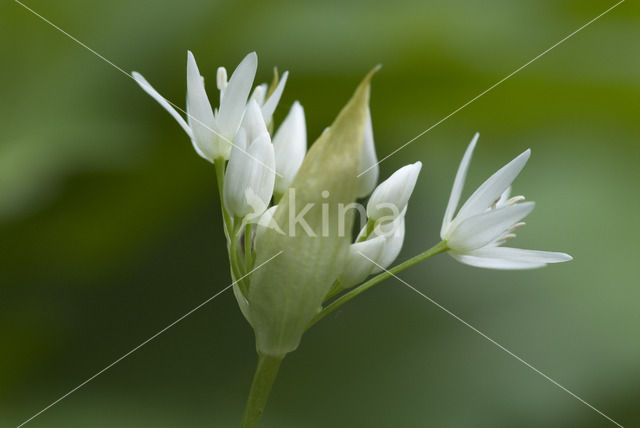 Daslook (Allium ursinum)