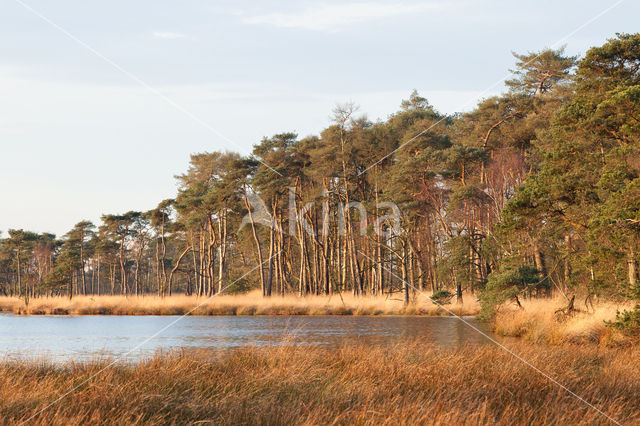 Pine tree (Pinus spec.)