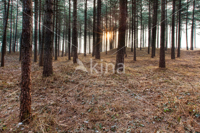 Pine tree (Pinus spec.)