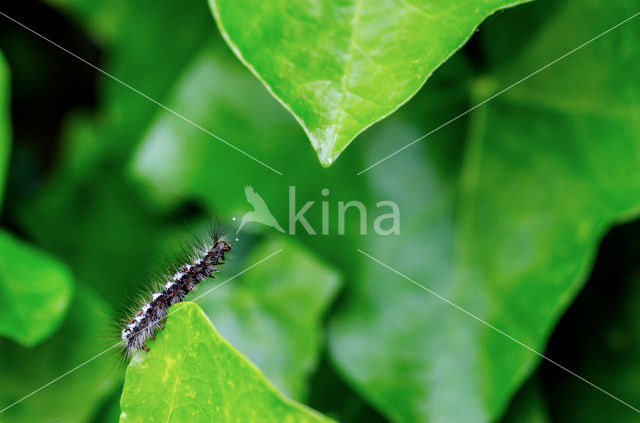 Yellow-tail (Euproctis similis)