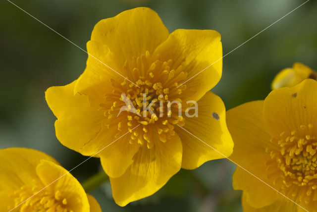 Dotterbloem (Caltha palustris)