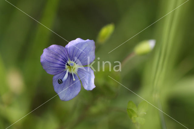 Slender Speedwell (Veronica filiformis)